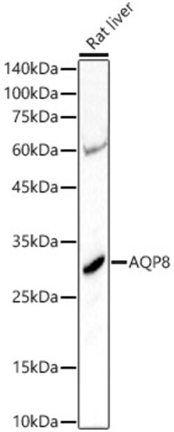 Invitrogen Aquaporin 8 Polyclonal Antibody 100 &mu;L; Unconjugated:Antibodies,