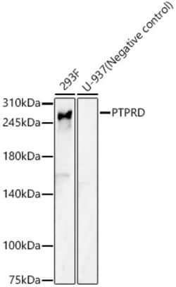Invitrogen PTPRD Polyclonal Antibody 100 μL; Unconjugated:Antibodies,