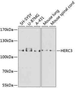 Invitrogen HERC3 Polyclonal Antibody 100 &mu;L; Unconjugated:Antibodies,