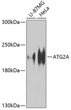 Invitrogen ATG2A Polyclonal Antibody 100 &mu;L; Unconjugated:Antibodies,