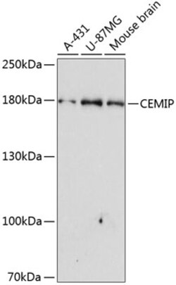 KIAA1199 Polyclonal Antibody:Antibodies, Polyclonal