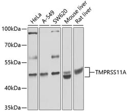 Invitrogen TMPRSS11A Polyclonal Antibody 100 &mu;L; Unconjugated:Antibodies,