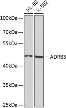 Invitrogen beta-3 Adrenergic Receptor Polyclonal Antibody 100 &mu;L; Unconjugated:Antibodies,