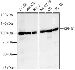 Invitrogen Importin beta-1 Polyclonal Antibody 100 &mu;L; Unconjugated:Antibodies,