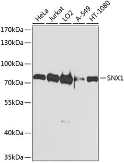 Invitrogen SNX1 Polyclonal Antibody 100 &mu;L; Unconjugated:Antibodies,