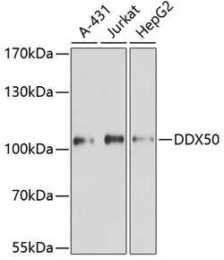 Invitrogen DDX50 Polyclonal Antibody 100 &mu;L; Unconjugated:Antibodies,
