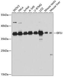Invitrogen eIF3j Polyclonal Antibody 100 &mu;L; Unconjugated:Antibodies,