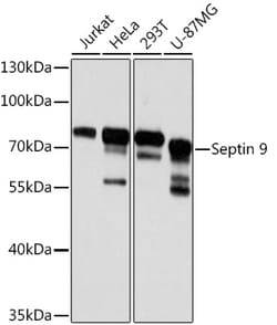 Invitrogen Septin-9 Polyclonal Antibody 100 &mu;L; Unconjugated:Antibodies,