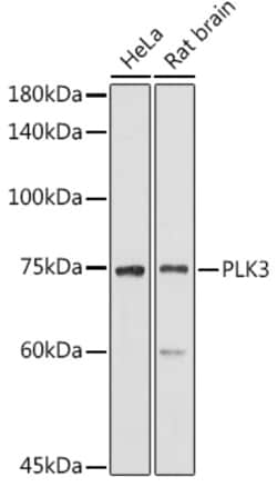 Invitrogen PLK3 Polyclonal Antibody 100 &mu;L; Unconjugated:Antibodies,