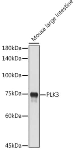 Invitrogen PLK3 Polyclonal Antibody 100 &mu;L; Unconjugated:Antibodies,