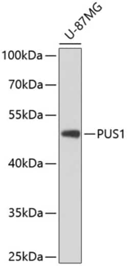 Invitrogen PUS1 Polyclonal Antibody 100 &mu;L; Unconjugated:Antibodies,