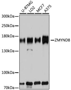 Invitrogen ZMYND8 Polyclonal Antibody 100 &mu;L; Unconjugated:Antibodies,