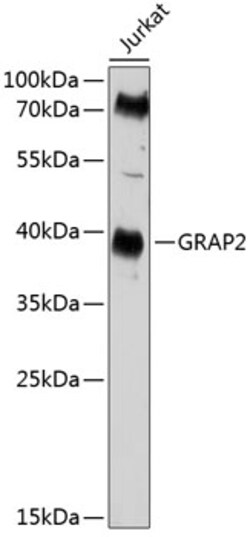 Invitrogen GRAP2 Polyclonal Antibody 100 &mu;L; Unconjugated:Antibodies,