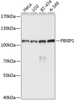 Invitrogen PBXIP1 Polyclonal Antibody 100 &mu;L; Unconjugated:Antibodies,