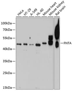 Invitrogen FNTA Polyclonal Antibody 100 &mu;L; Unconjugated:Antibodies,