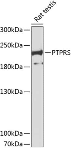 Invitrogen PTPRS Polyclonal Antibody 100 &mu;L; Unconjugated:Antibodies,