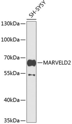 Invitrogen MARVELD2 Polyclonal Antibody 100 &mu;L; Unconjugated:Antibodies,