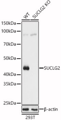 Invitrogen SUCLG2 Polyclonal Antibody 100 &mu;L; Unconjugated:Antibodies,