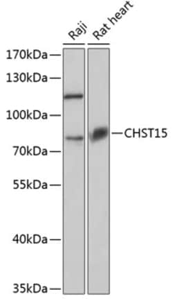Invitrogen CHST15 Polyclonal Antibody 100 &mu;L; Unconjugated:Antibodies,