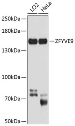 Invitrogen ZFYVE9 Polyclonal Antibody 100 &mu;L; Unconjugated:Antibodies,
