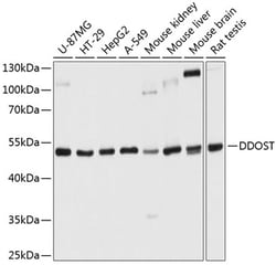 Invitrogen DDOST Polyclonal Antibody 100 &mu;L; Unconjugated:Antibodies,