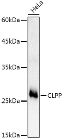 Invitrogen CLPP Polyclonal Antibody 100 &mu;L; Unconjugated:Antibodies,
