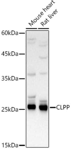 Invitrogen CLPP Polyclonal Antibody 100 &mu;L; Unconjugated:Antibodies,
