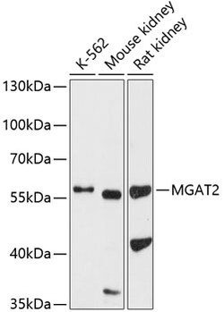 Invitrogen MGAT2 Polyclonal Antibody 100 &mu;L; Unconjugated:Antibodies,