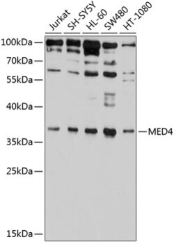 Invitrogen MED4 Polyclonal Antibody 100 &mu;L; Unconjugated:Antibodies,