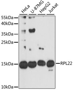 Invitrogen RPL22 Polyclonal Antibody 100 &mu;L; Unconjugated:Antibodies,