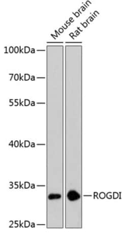Invitrogen ROGDI Polyclonal Antibody 100 &mu;L; Unconjugated:Antibodies,