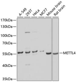 Invitrogen METTL4 Polyclonal Antibody 100 &mu;L; Unconjugated:Antibodies,
