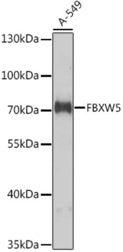 Invitrogen FBXW5 Polyclonal Antibody 100 &mu;L; Unconjugated:Antibodies,