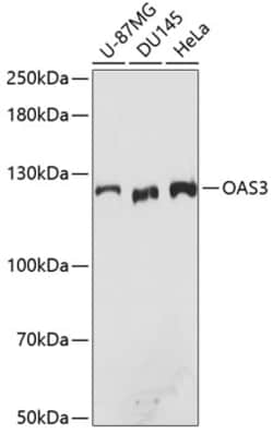 Invitrogen OAS3 Polyclonal Antibody 100 &mu;L; Unconjugated:Antibodies,
