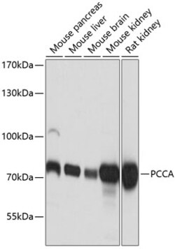 PCCA Polyclonal Antibody:Antibodies, Polyclonal