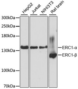 Invitrogen ERC1 Polyclonal Antibody 100 &mu;L; Unconjugated:Antibodies,