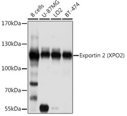 Invitrogen CAS Polyclonal Antibody 100 &mu;L; Unconjugated:Antibodies,