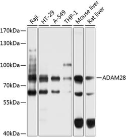 Invitrogen ADAM28 Polyclonal Antibody 100 &mu;L; Unconjugated:Antibodies,