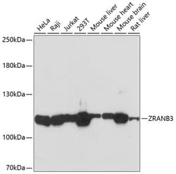 Invitrogen ZRANB3 Polyclonal Antibody 100 &mu;L; Unconjugated:Antibodies,