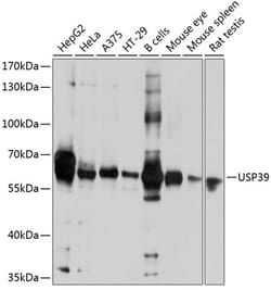 Invitrogen USP39 Polyclonal Antibody 100 &mu;L; Unconjugated:Antibodies,