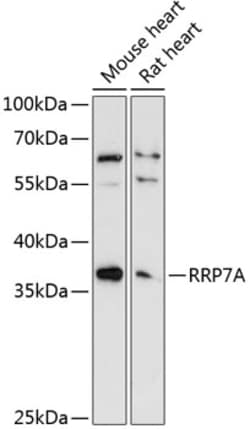 Invitrogen RRP7A Polyclonal Antibody 100 &mu;L; Unconjugated:Antibodies,