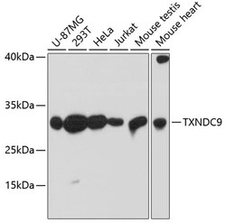 Invitrogen TXNDC9 Polyclonal Antibody 100 μL; Unconjugated:Antibodies,