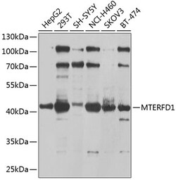 Invitrogen MTERFD1 Polyclonal Antibody 100 &mu;L; Unconjugated:Antibodies,