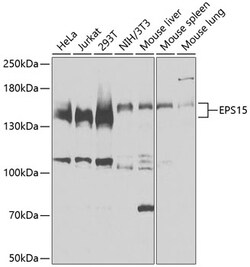 Invitrogen EPS15 Polyclonal Antibody 100 &mu;L; Unconjugated:Antibodies,