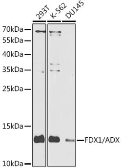 Invitrogen FDX1 Polyclonal Antibody 100 &mu;L; Unconjugated:Antibodies,