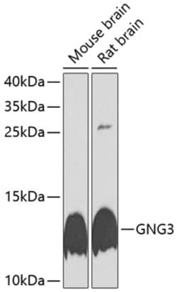 Invitrogen GNG3 Polyclonal Antibody 100 &mu;L; Unconjugated:Antibodies,