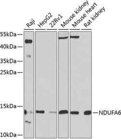 Invitrogen NDUFA6 Polyclonal Antibody 100 &mu;L; Unconjugated:Antibodies,