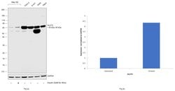 Invitrogen GLUT2 Polyclonal Antibody 100 &mu;L; Unconjugated:Antibodies,