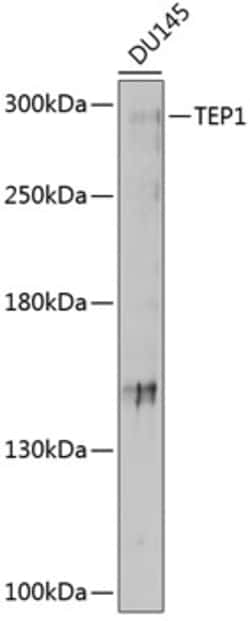 Invitrogen TEP1 Polyclonal Antibody 100 &mu;L; Unconjugated:Antibodies,