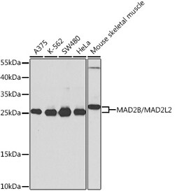 Invitrogen MAD2L2 Polyclonal Antibody 100 &mu;L; Unconjugated:Antibodies,
